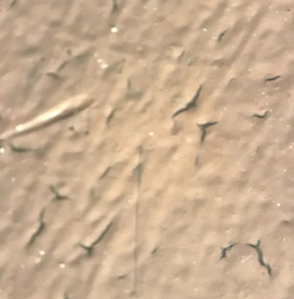 Micrograph of a spray-deposited catalyst layer on a gas diffusion electrode at 10x magnification
